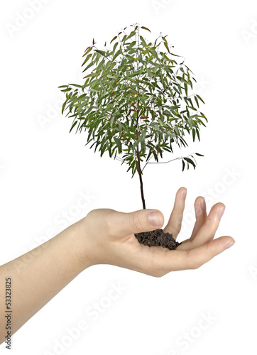 Photo: tree in hand tree in hand