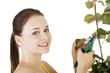 Photo: Happy gardener using pruning scissors. Happy gardener using pruning scissors.