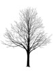 arbre