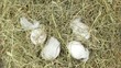 A hand cvollects a few estaer eggs from a pile of straw.