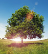 sun flare tree