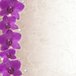 Illustration: orchids border orchids border