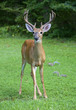 Wide buck