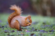 Red squirrel, Sciurus vulgaris, 