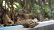 Footage Snail  