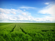 Foto: Wheat Field in a cloudy sky Wheat Field in a cloudy sky
