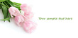 Beautiful bouquet of pink tulips, isolated on white