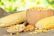 Foto: Fresh and dried corn on sackcloth, on bright background Fresh and dried corn on sackcloth, on bright background