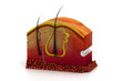 Digital illustration of human skin anatomy.