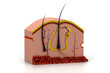 Digital illustration of human skin anatomy