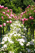 Rosenstock mit rosa Rosen