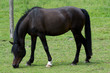 Cheval en train de manger