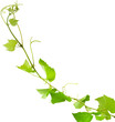 pampre de vigne