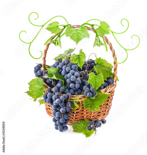 Photo: Grapes with leaves in wicker basket, Isolated on white Grapes with leaves in wicker basket, Isolated on white
