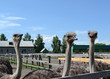 Three curious ostriches