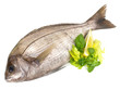 Foto: Dorade Dorade