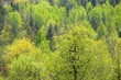 areal view on Gauja river valley in spring in Sigulda, Latvia