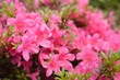pink Rhododendron blooming in spring
