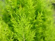 Photo: green juniper close-up green juniper close-up