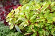 tropical plant close-up