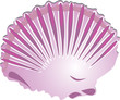 Clam