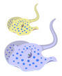 Stingray