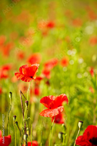 Photo: Field of Poppy Flowers Papaver rhoeas in Spring Field of Poppy Flowers Papaver rhoeas in Spring