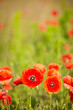 Field of  Poppy Flowers Papaver rhoeas in Spring