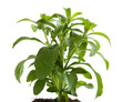 Stevia rebaudiana