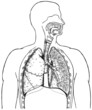 Human respiratory system