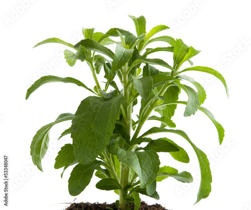 Photo: Stevia rebaudiana Stevia rebaudiana