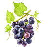 Ripe dark grapes with leaves on white background