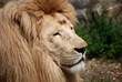 white lion close up