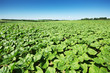 Landschaft Landwirtschaft