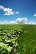 Landschaft Landwirtschaft