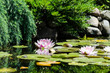 water lily