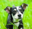 Dog in the grass