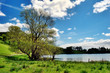 Photo: Tree by the edge of Loughrigg Tarn Tree by the edge of Loughrigg Tarn