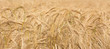 Orzo