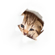 funny kitten looking out hole in  torn paper
