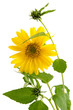 Staudensonnenblume