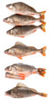 Foto: bass fish on white background bass fish on white background