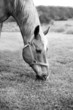 Horse grazing