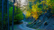 forest path