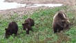 Video: bears, spring bears, spring
