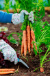 First crop of organically grown carrots