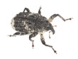 Poplar and willow borer, Cryptorhynchus lapathi isolated