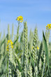 épis de blé et fleurs de colza