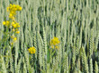 champs de blé et fleurs de colza