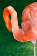 Close-up of a flamingo cleaning it feathers